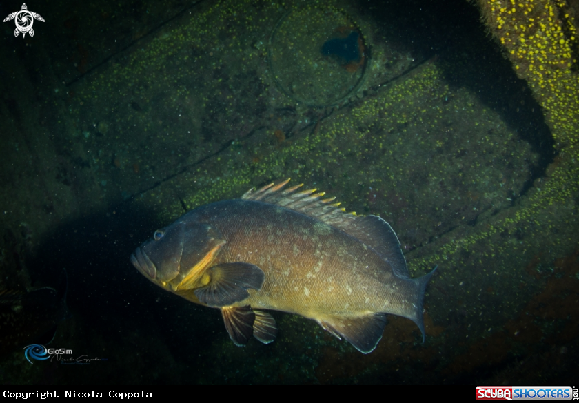 A Brown grouper