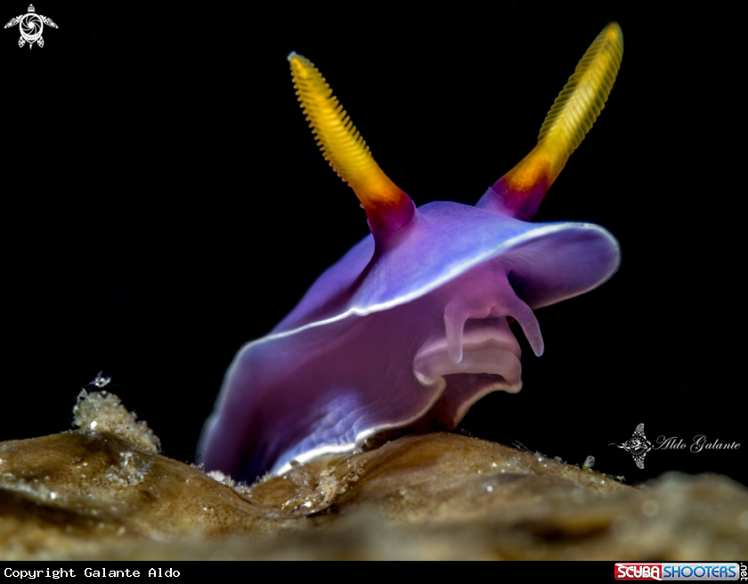 A Nudibranch