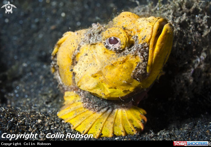 A reef fish