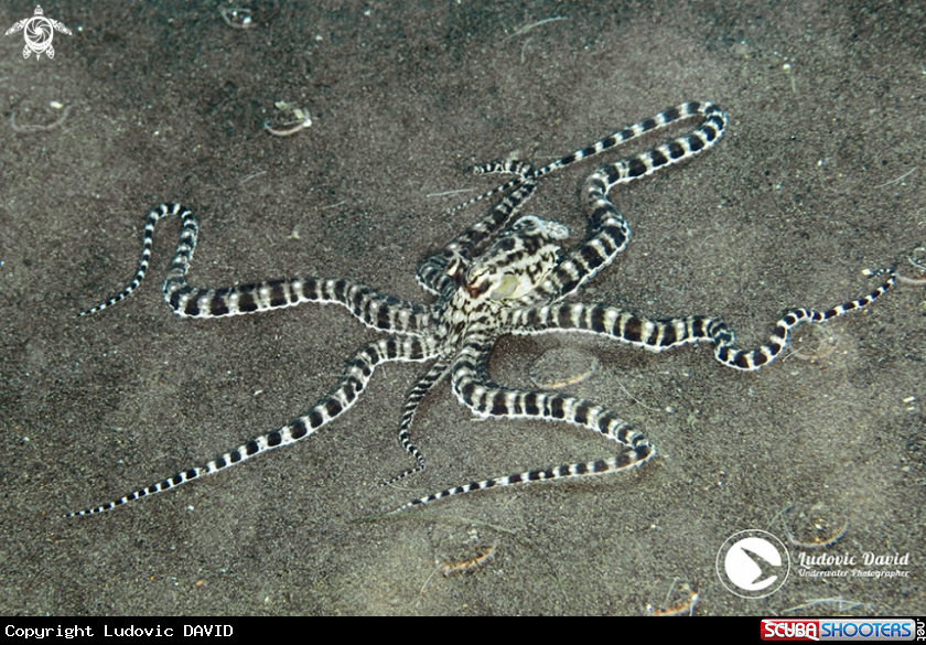 A Mimic Octopus