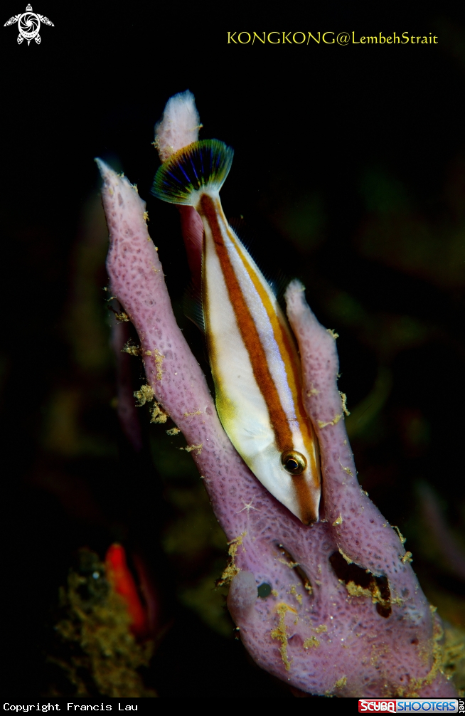 A Hopfish