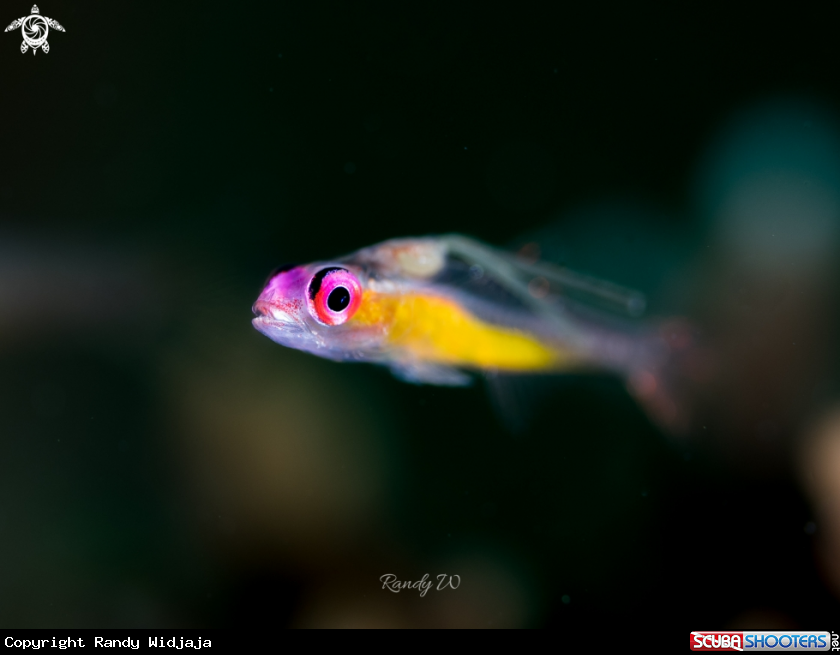 A Pink eye goby