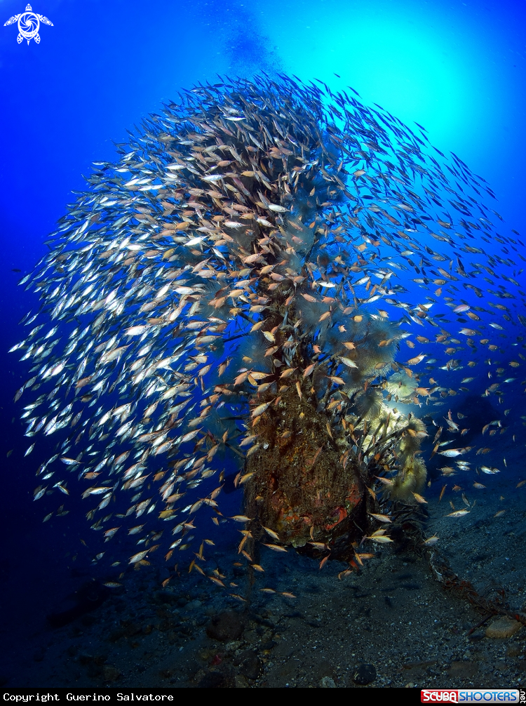 A Macroramphosus scolopax