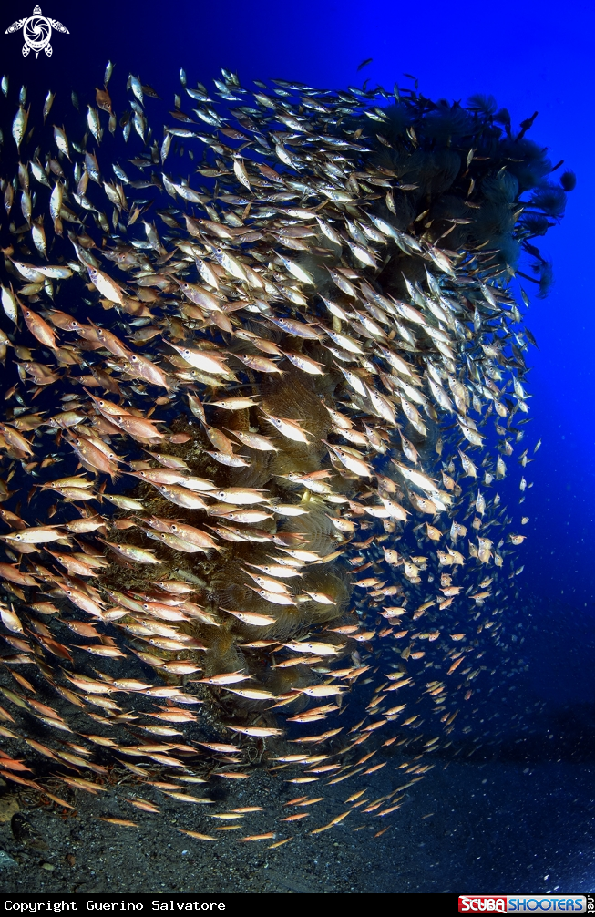 A Macroramphosus scolopax