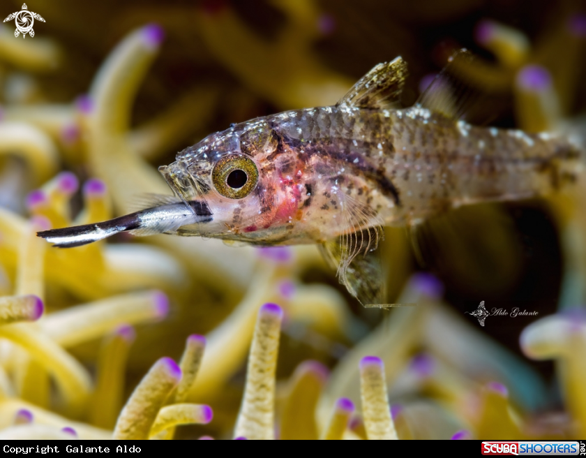 A Juvenile Fish