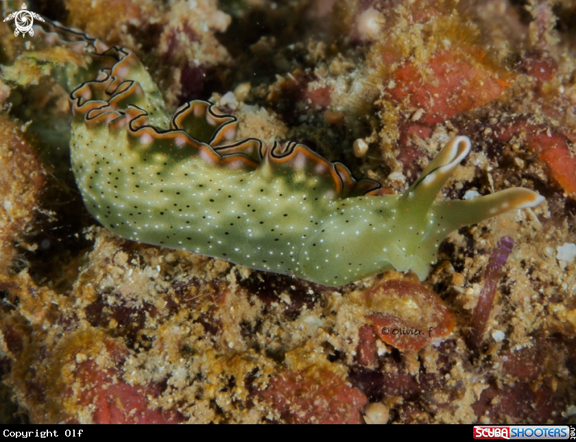 A Elysia marginata