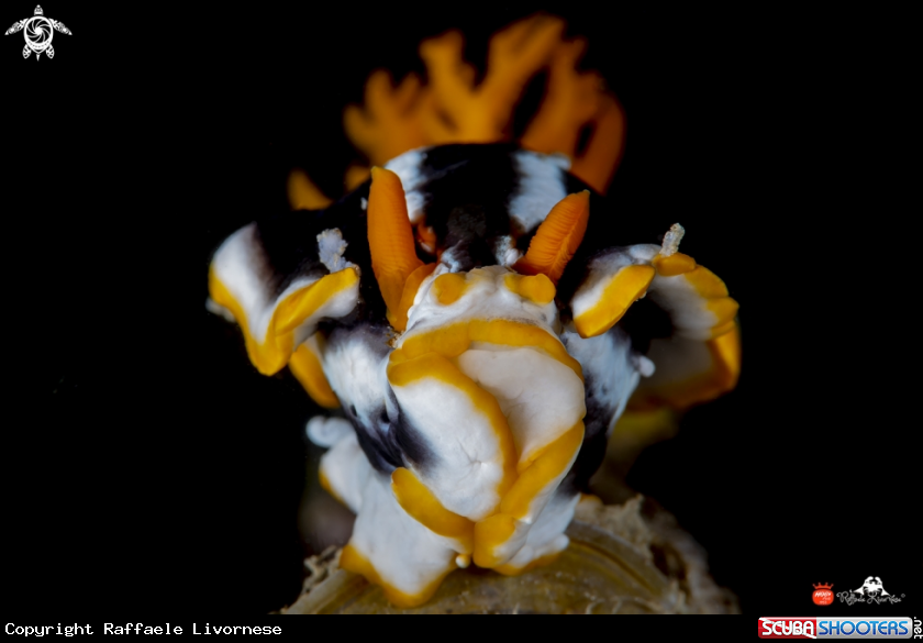 A Chromodoris magnifica