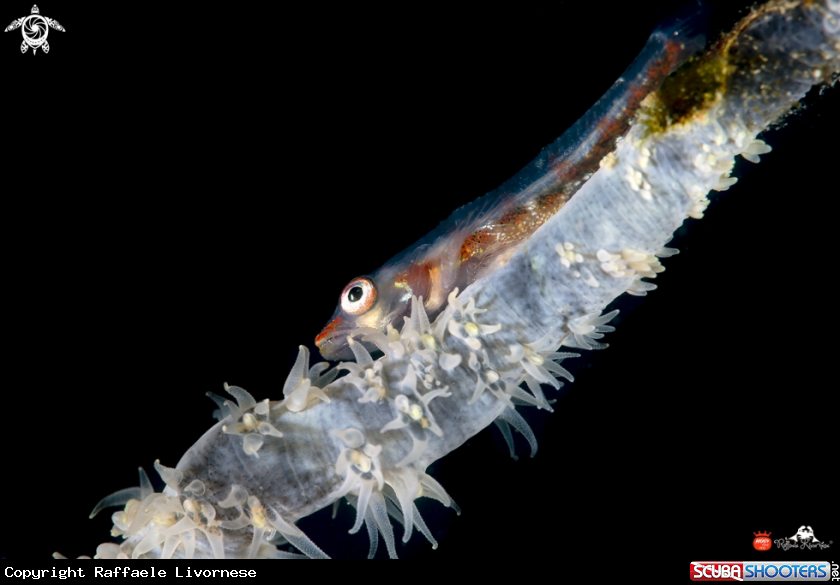 A Whip coral goby