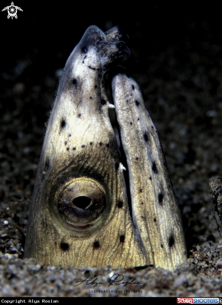 A Ophichthus Altipennis