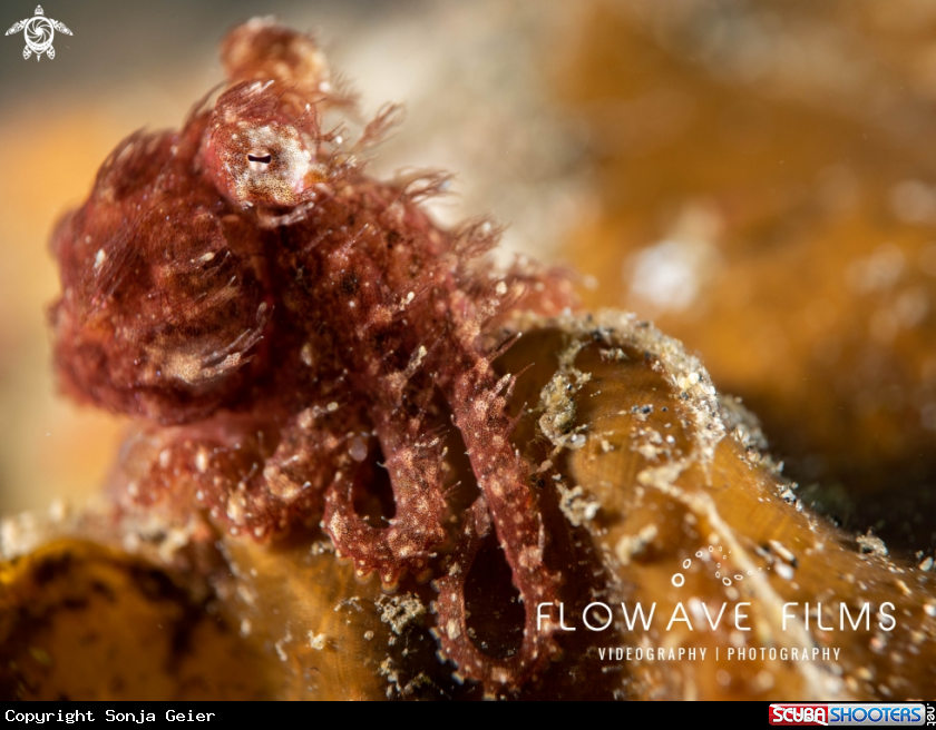 A Hairy Octopus