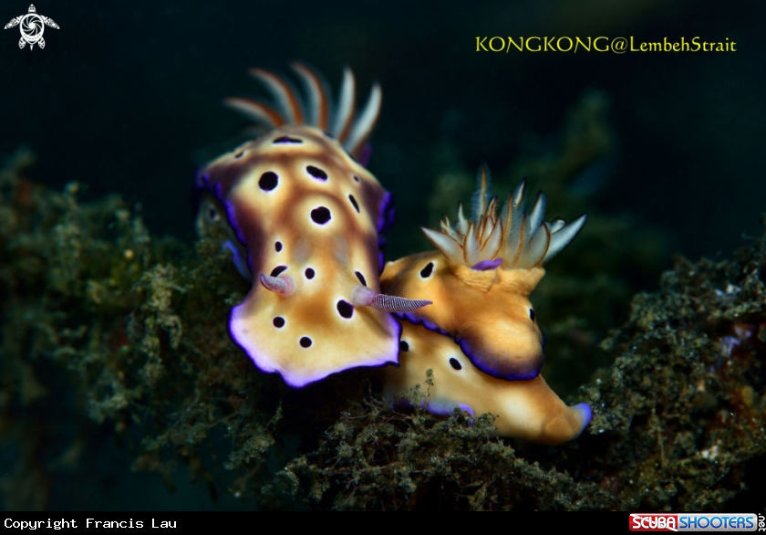 A Nudibranchs