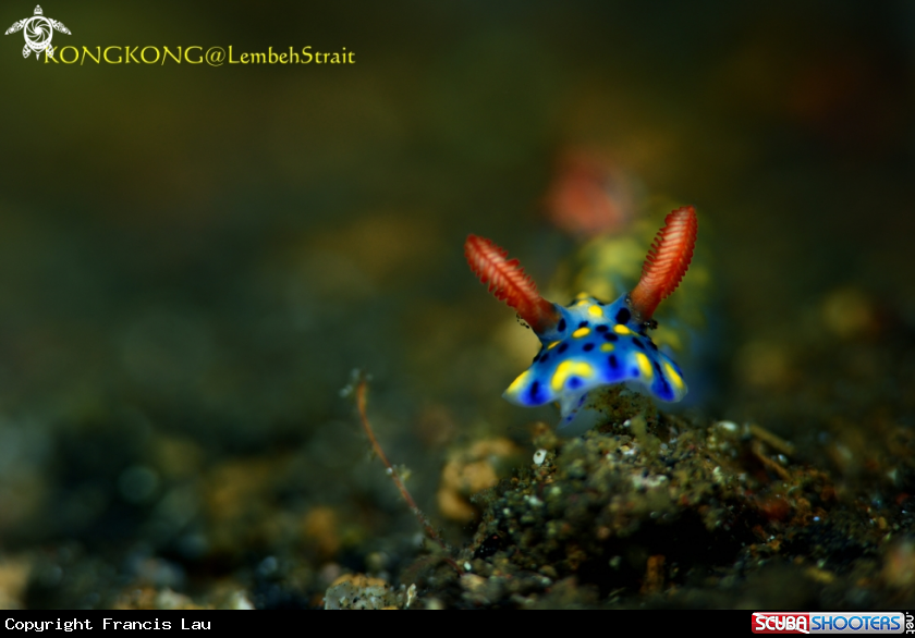 A Nudibranch