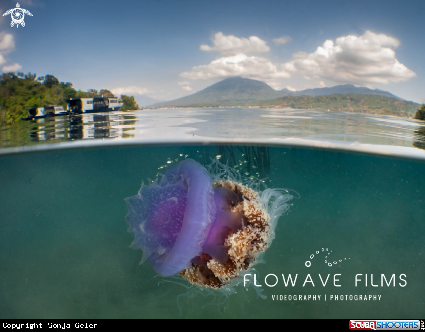 A Crown Jellyfish