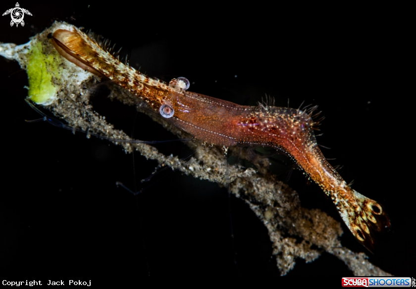 A Donald duck shrimp