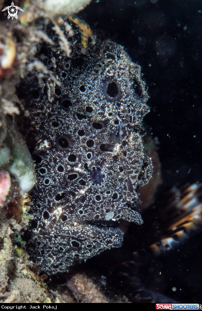 A Painted frogfish