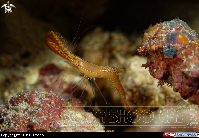 A Donald Duck Shrimp