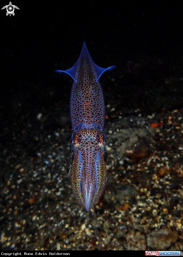 A Alloteuthis subulata