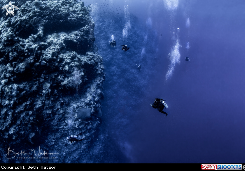 A Divers exploring 