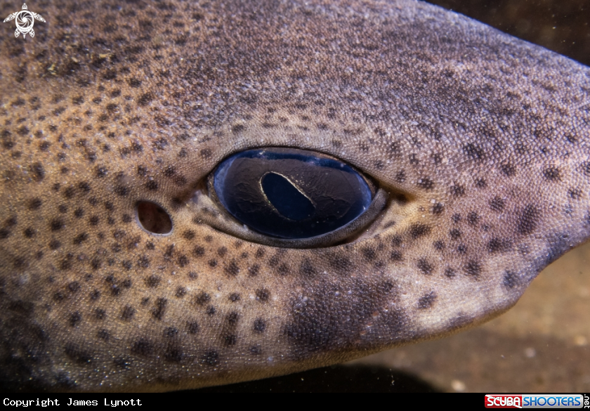 A Small-spotted Catshark