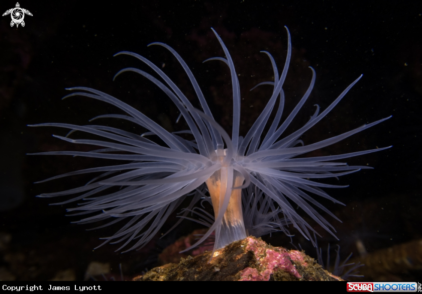 A Sea Loch Anemone