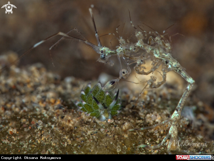 A Skeleton Shrimp (Caprella sp.) with babes and Sheep Nudi (Costasiella kuroshimae)