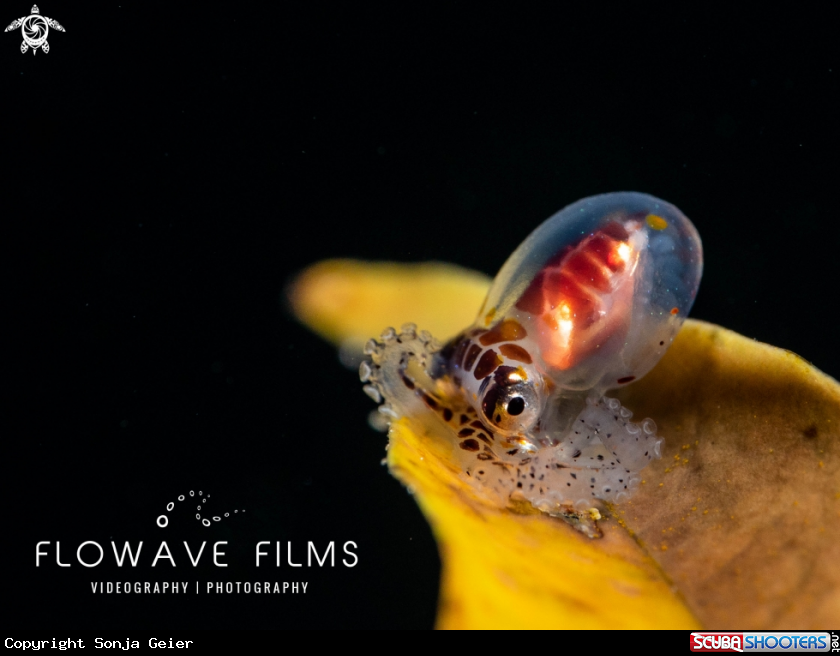 A Octopus