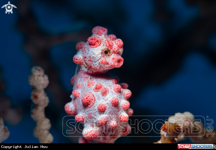 A Pygmy seahorse
