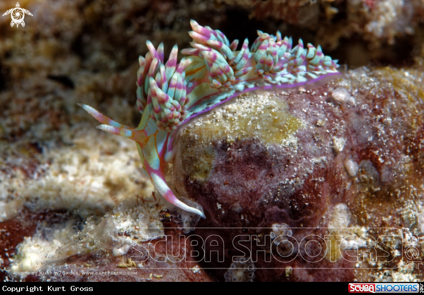 A Nudibranche