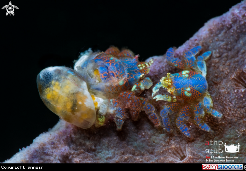 A Coral gall crab