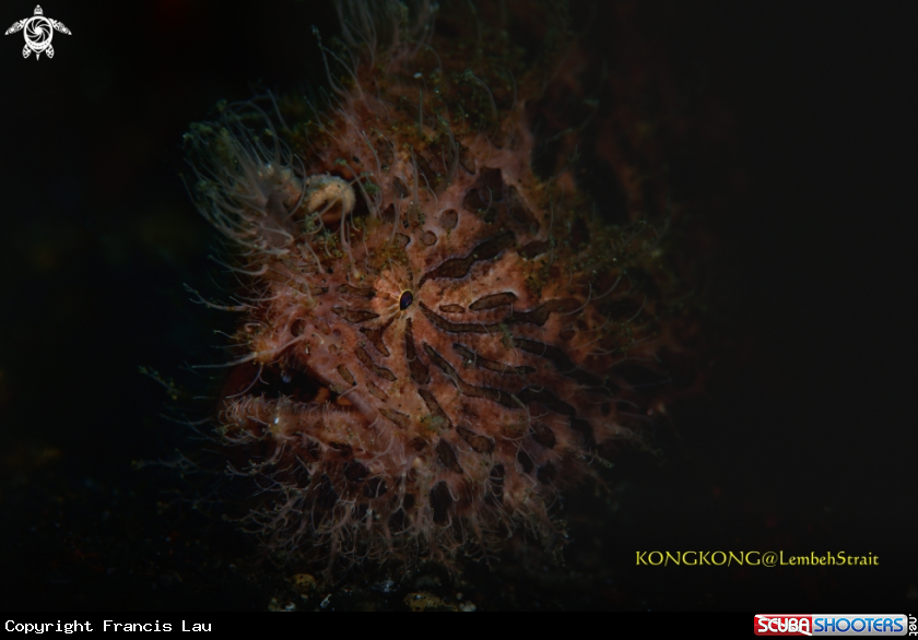 A Hairy Frogfish