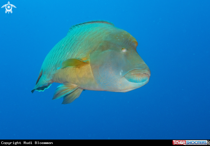 A Humphead wrasse 
