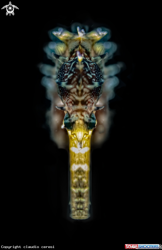 A sea horse