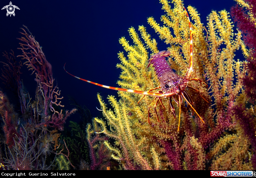 A Palinurus elephas