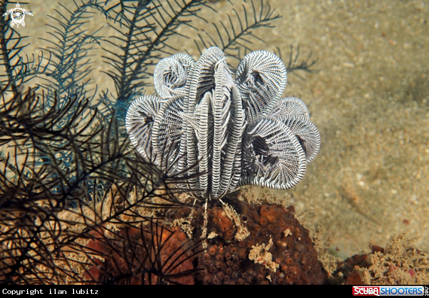 A feather star
