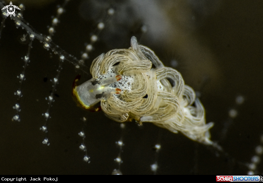 A Cuthona puellula