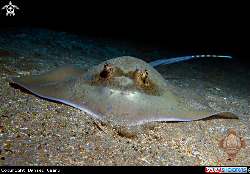 A Bluespotted Stingray