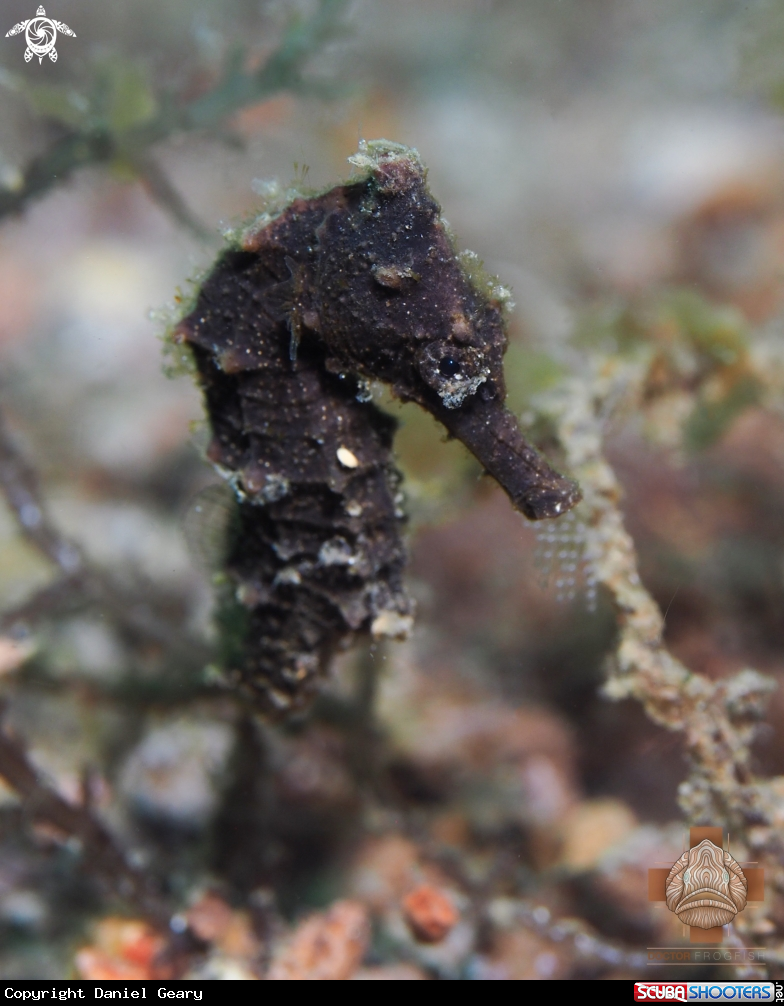 A Common Seahorse