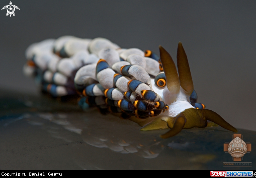 A Nudibranch