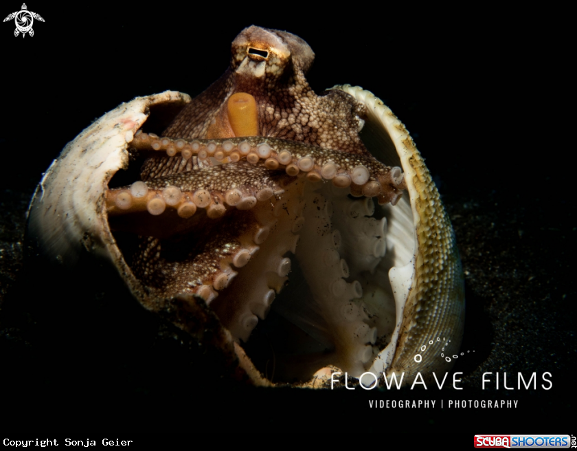 A Coconut Octopus