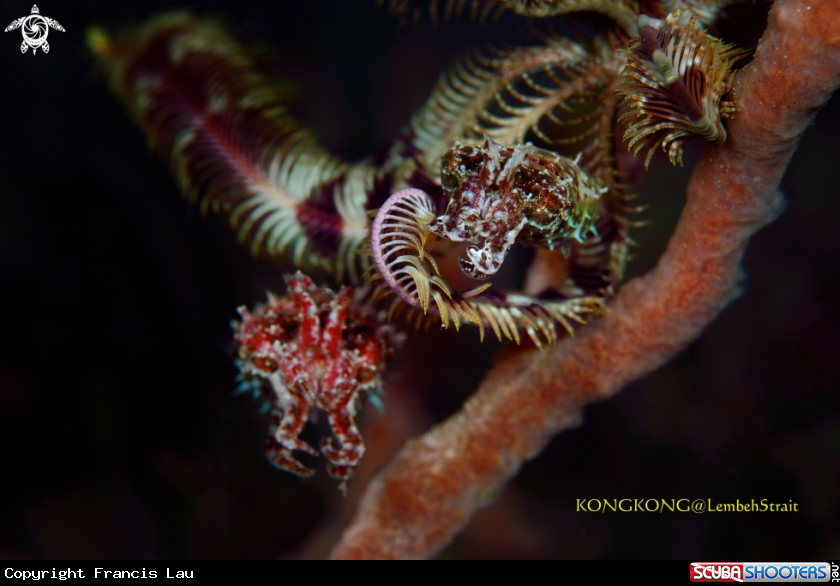 A Pygmy Cuttlefishes