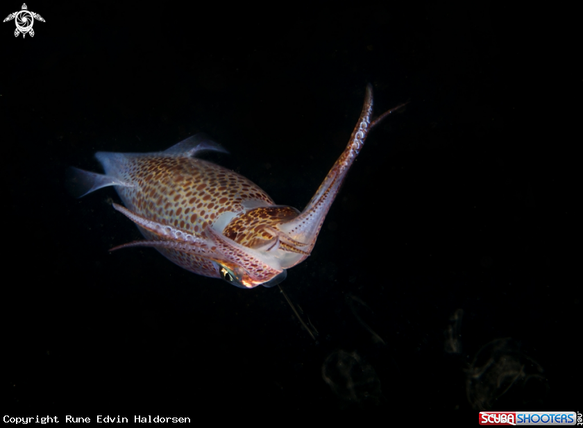 A Common european squid
