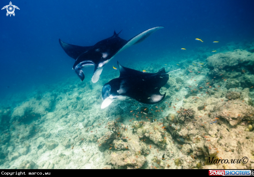 A Manta