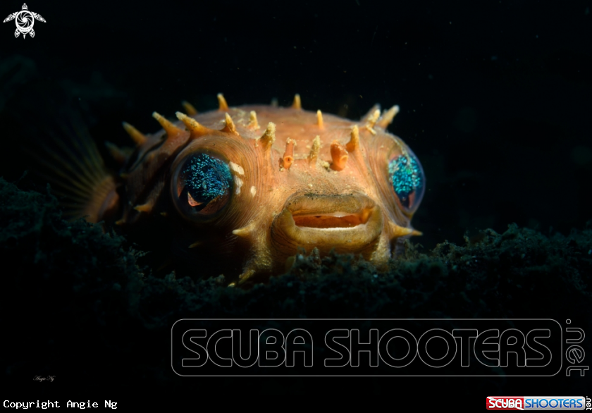 A Orbicular Burrfish