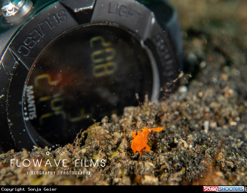 A Juvenile Warty Frogfish