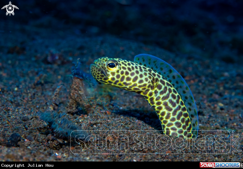 A Garden eel