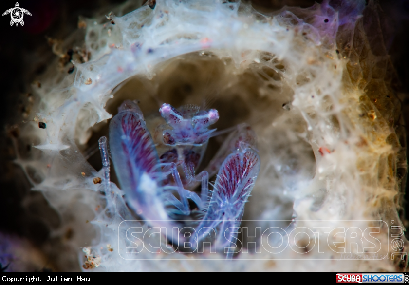 A Commensal sponge shrimp