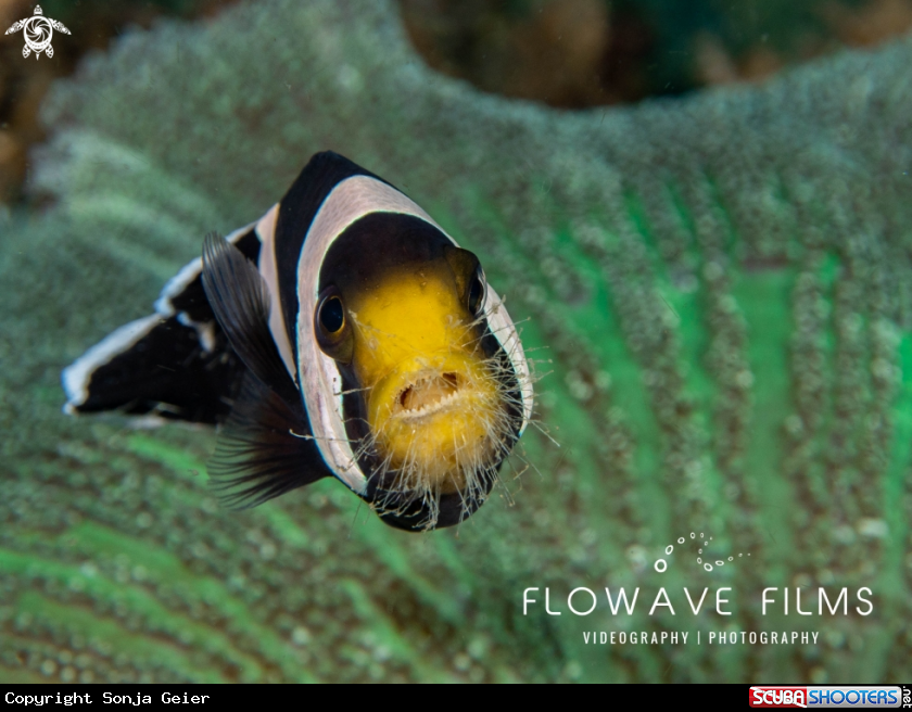 A Saddleback Anemone Fish