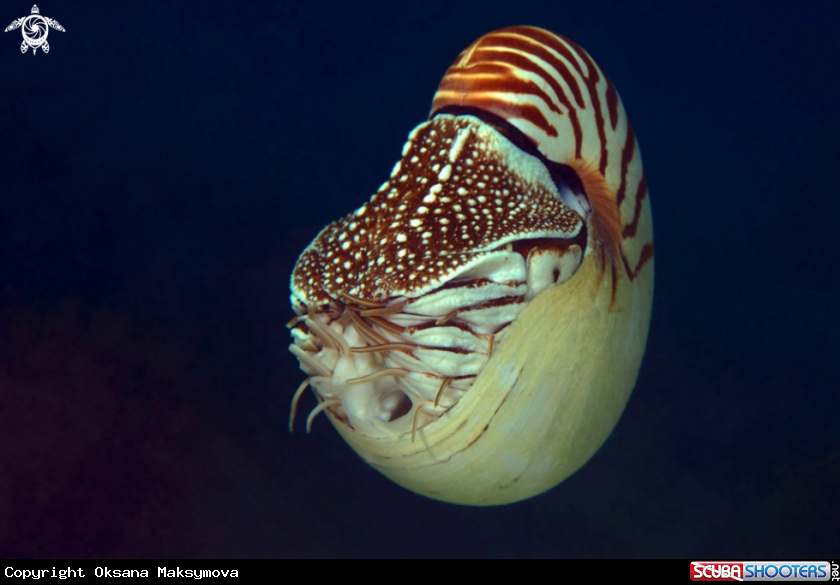 A Nautilus 