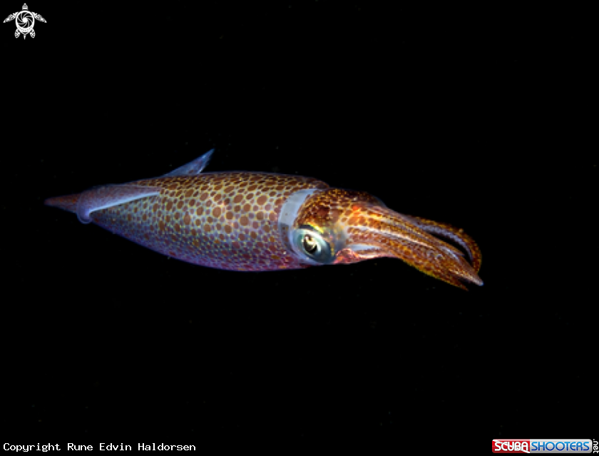 A European common squid