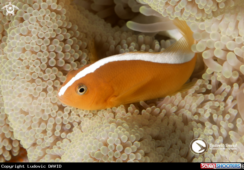 A Orange Skunk Clownfish